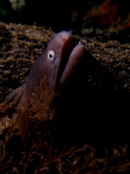 eel by Bernard Maglana 
